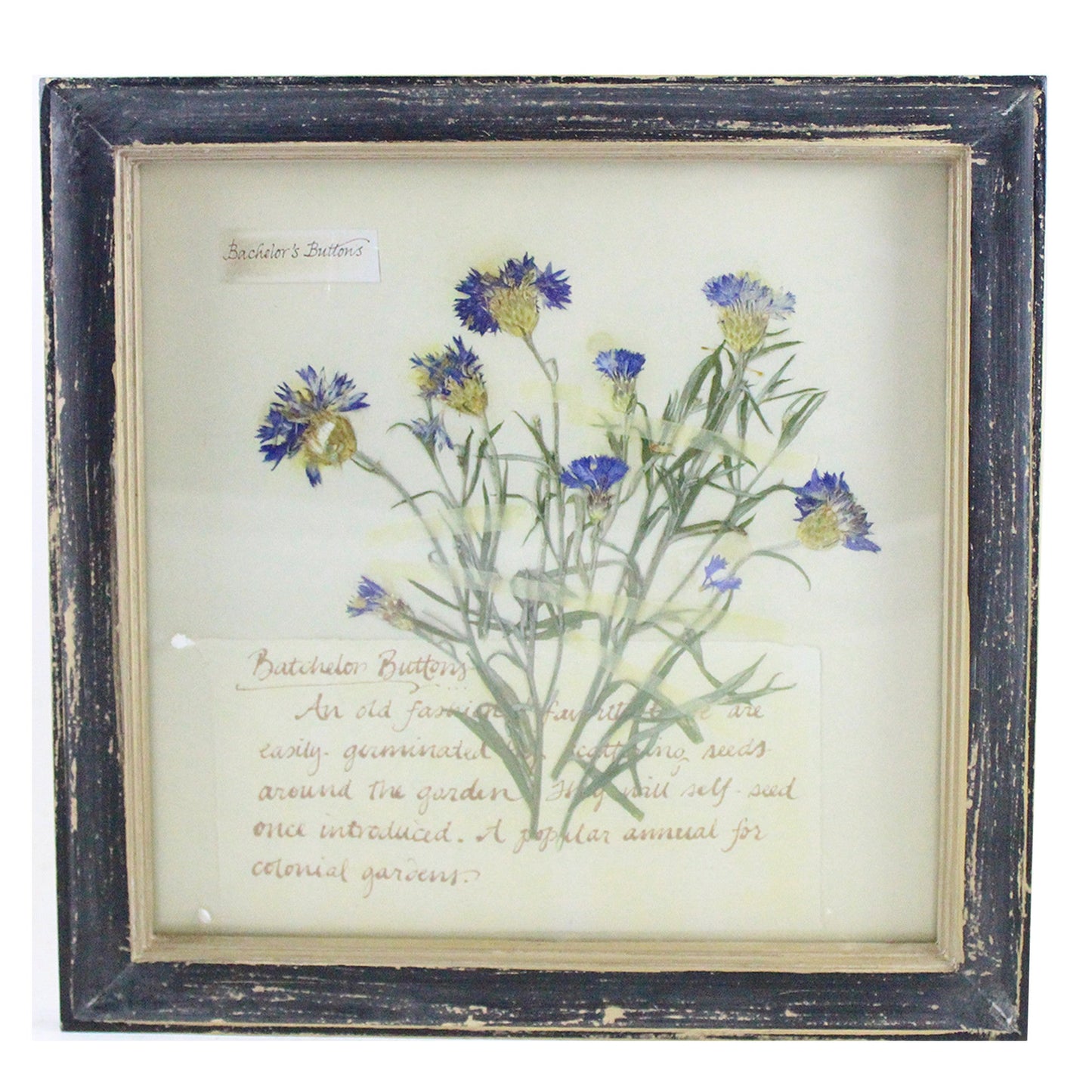 Rustic Wood Framed Bachelor's Buttons Flower Wall Decor