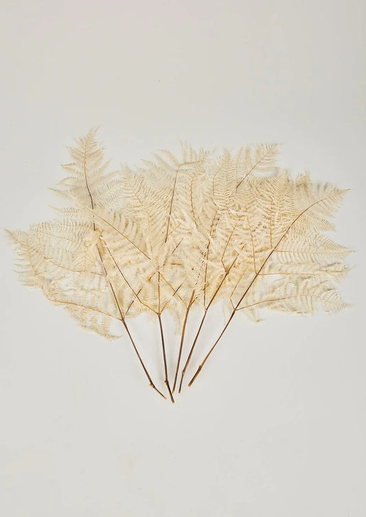 Bundle of 5 Bleached White Dried Bracken Ferns - 23-29"